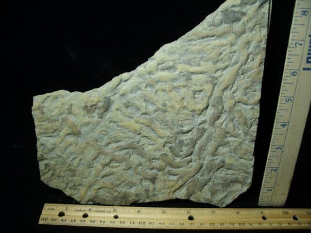 Fossilized Stromatolites (050423e) - Image 2
