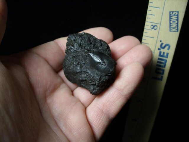 Rancho La Brea Formation Tar Pit Beetle (050423f