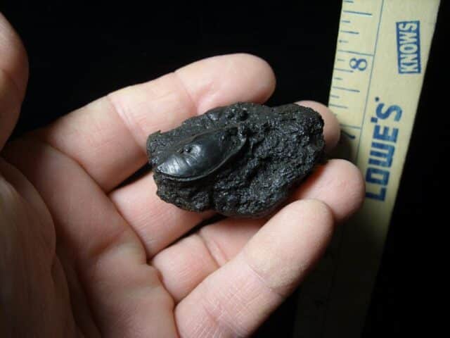 Rancho La Brea Formation Tar Pit Beetle (050423f - Image 2