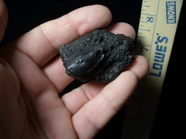 Rancho La Brea Formation Tar Pit Beetle (050423f - Image 3