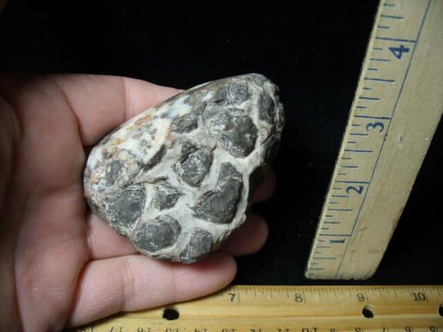 Fossilized Stromatolites (050423j) - Image 2