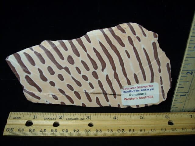 Fossilized Stromatolites (050423h)