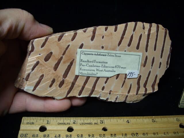 Fossilized Stromatolites (050423h) - Image 2