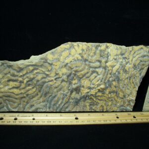 Fossilized Stromatolites (050723a)