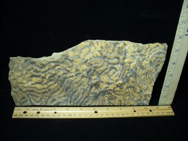 Fossilized Stromatolites (050723a)