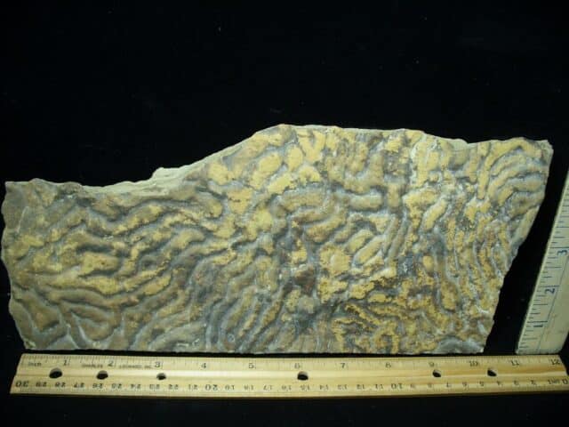 Fossilized Stromatolites (050723a) - Image 2