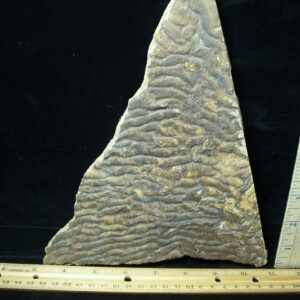 Fossilized Stromatolites (050723b)