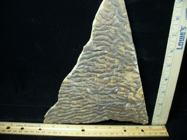 Fossilized Stromatolites (050723b)