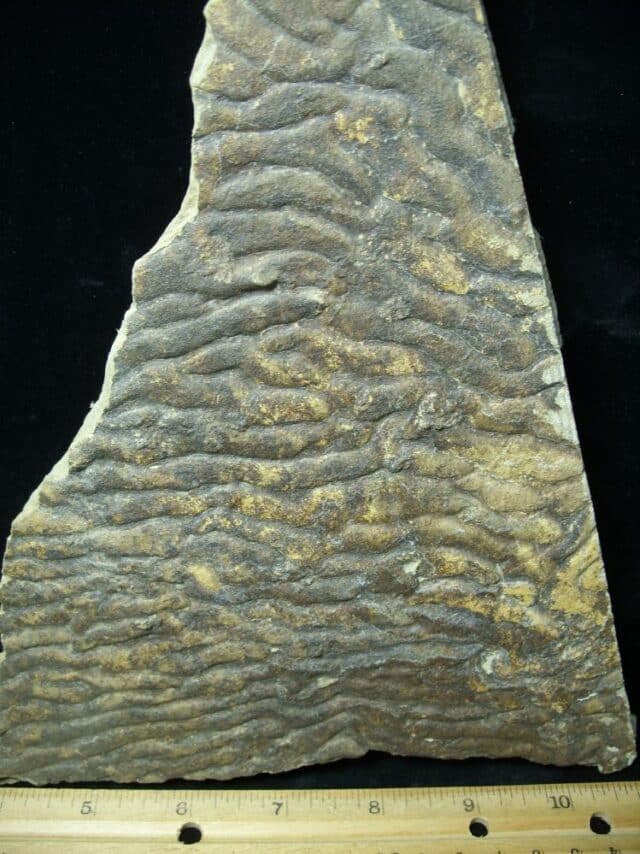 Fossilized Stromatolites (050723b) - Image 2
