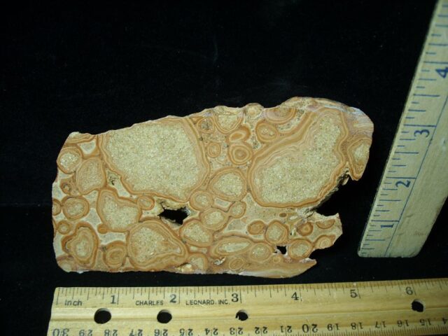 Fossilized Stromatolites (050723e)