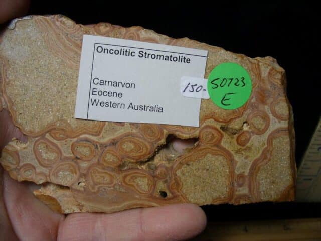 Fossilized Stromatolites (050723e) - Image 2