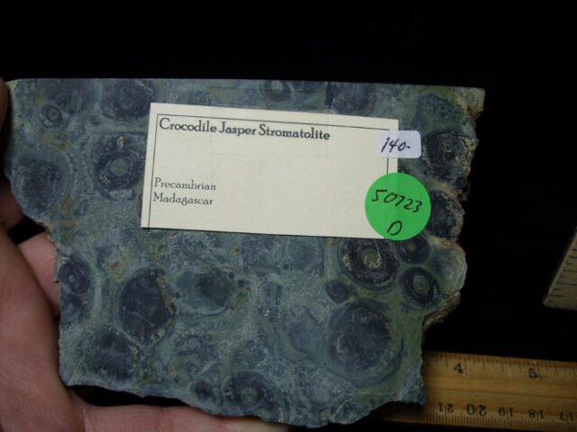 Fossilized Stromatolites (050723d) - Image 2