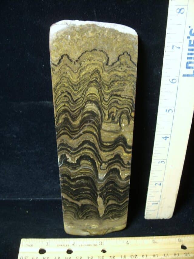 Fossilized Conophyton Stromatolites (050723c)