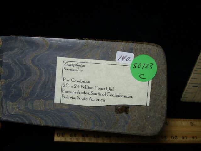 Fossilized Conophyton Stromatolites (050723c) - Image 2