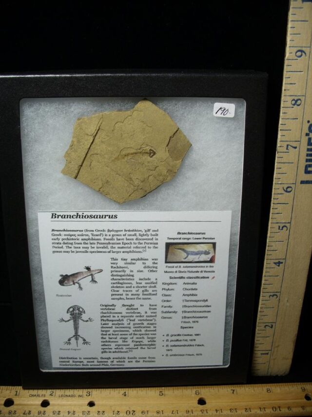 Fossil Amphibian Branchiosaurus (050723f)