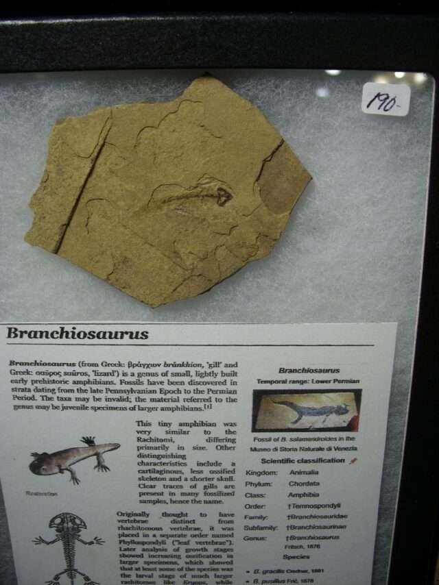 Fossil Amphibian Branchiosaurus (050723f) - Image 2