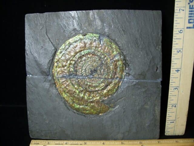 Iridescent Ammonite in Slate (050723g)