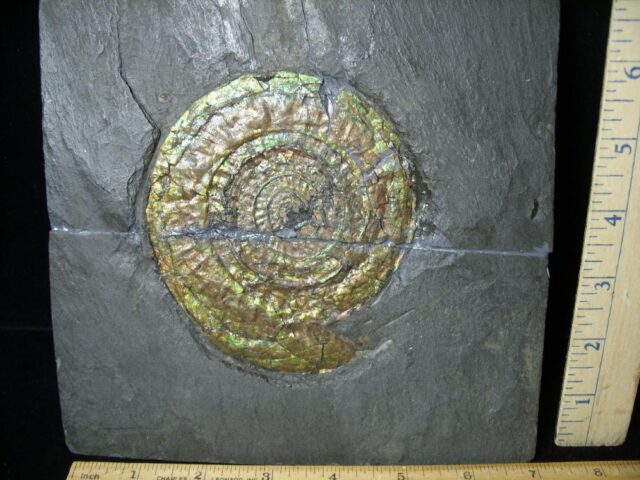 Iridescent Ammonite in Slate (050723g) - Image 2