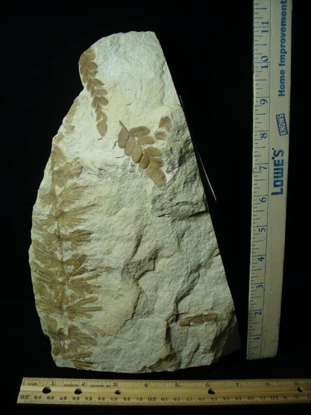 Annularia & Fern Fossils (050723h)