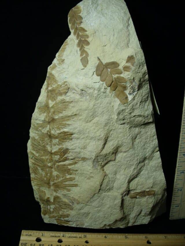 Annularia & Fern Fossils (050723h) - Image 2