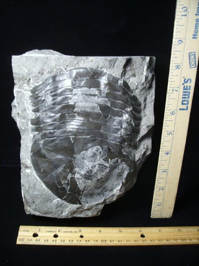 Isotelus sp. Fossilized Trilobite  (050723j)