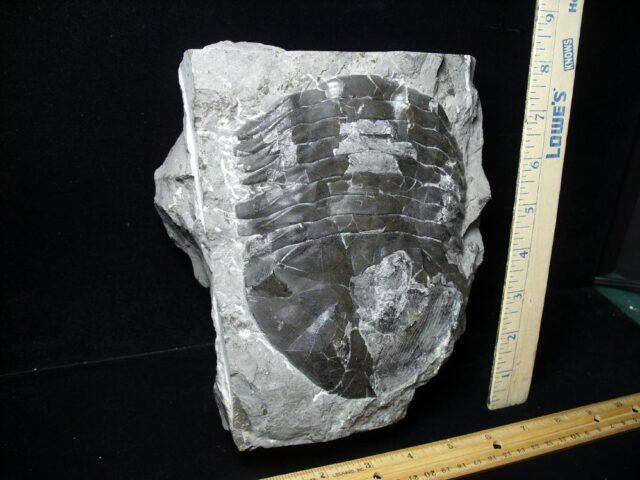 Isotelus sp. Fossilized Trilobite  (050723j) - Image 2