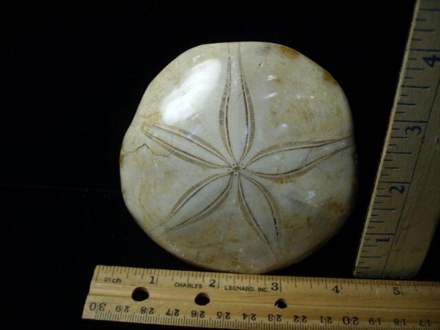Large Fossilized Echinoid (Sand dollar) (051423b)