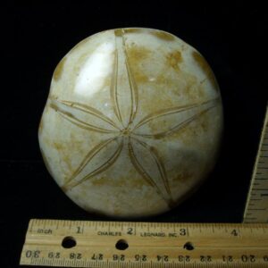 Large Fossilized Echinoid (Sand dollar) (051423c)