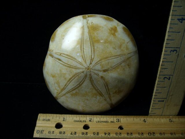 Large Fossilized Echinoid (Sand dollar) (051423c)