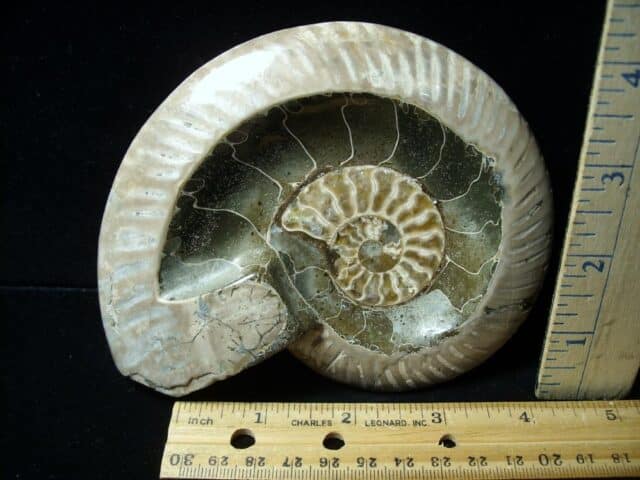 Relief Carved Fossil Ammonite  (051323d)