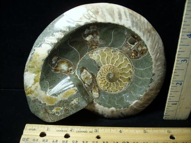 Relief Carved Fossil Ammonite  (051323e)