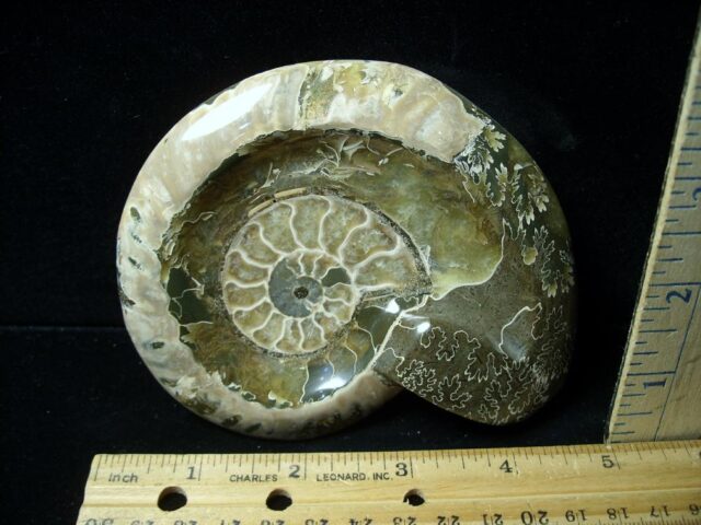 Relief Carved Fossil Ammonite  (051323f)