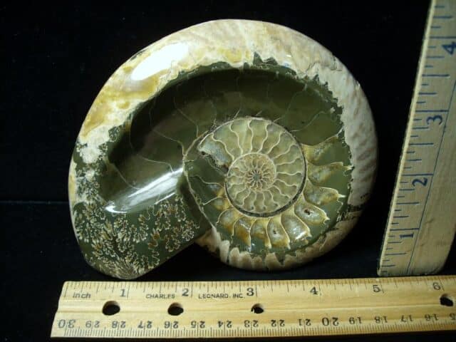 Relief Carved Fossil Ammonite  (051323g