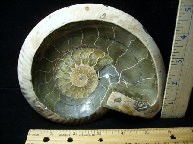 Relief Carved Fossil Ammonite  (051323h)