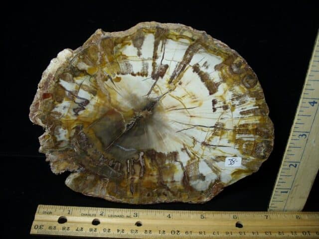 Madagascar Petrified Wood Log Slice (051423j) - Image 2