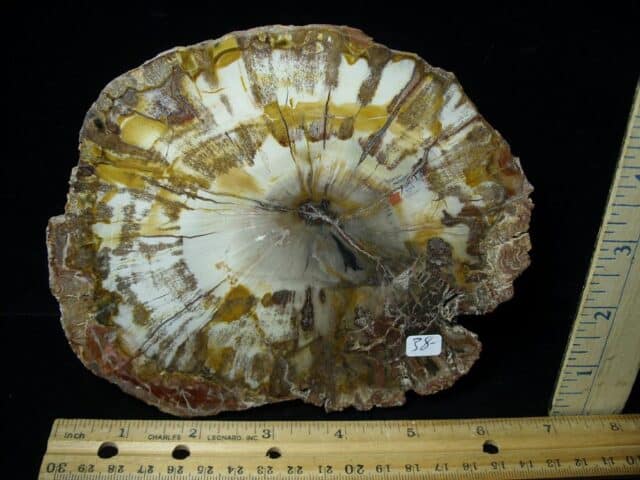 Madagascar Petrified Wood Log Slice (051423k) - Image 2