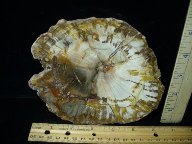 Madagascar Petrified Wood Log Slice (051423n)
