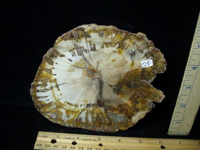 Madagascar Petrified Wood Log Slice (051423n) - Image 2