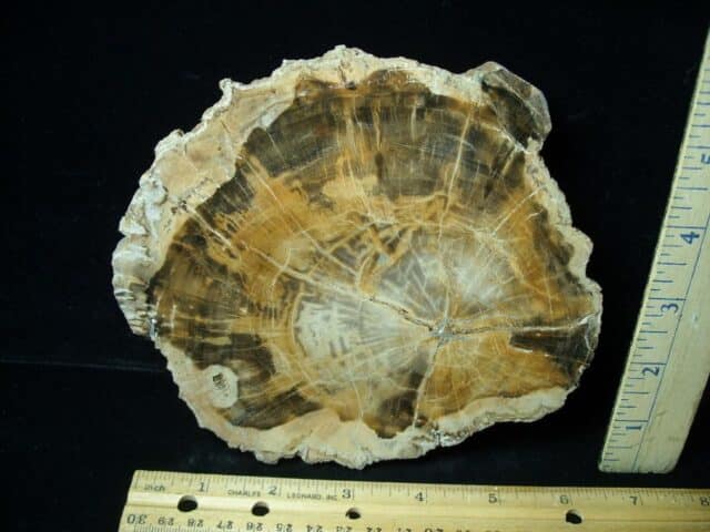 Madagascar Petrified Wood Log Slice (051523a)