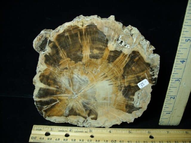 Madagascar Petrified Wood Log Slice (051523a) - Image 2