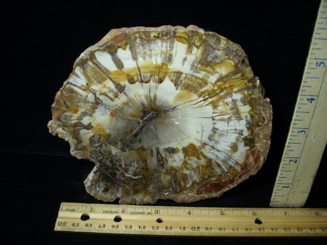 Madagascar Petrified Wood Log Slice (051523b)