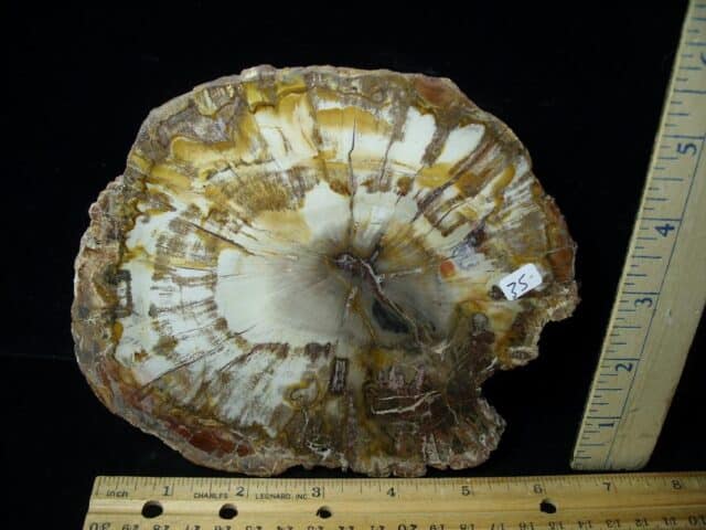 Madagascar Petrified Wood Log Slice (051523b) - Image 2