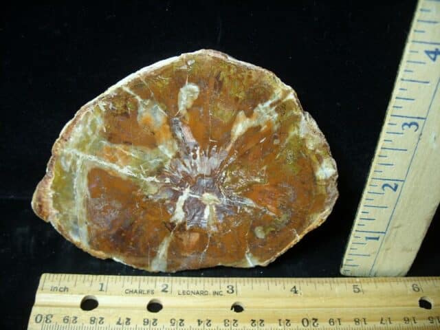 Madagascar Petrified Wood Log Slice (051523c)