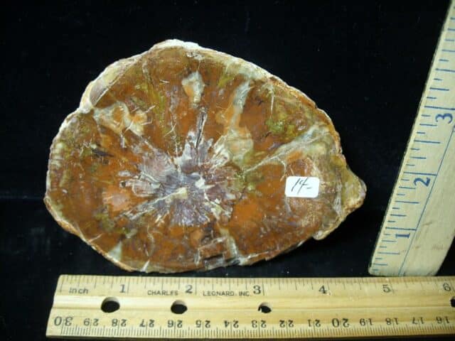 Madagascar Petrified Wood Log Slice (051523c) - Image 3