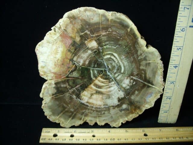 Madagascar Petrified Wood Log Slice (051523f)