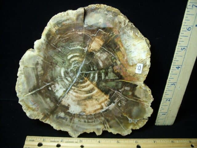 Madagascar Petrified Wood Log Slice (051523f) - Image 2