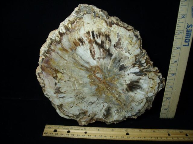 Madagascar Petrified Wood Log Slice (051523g)