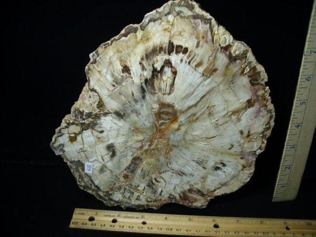Madagascar Petrified Wood Log Slice (051523g) - Image 2