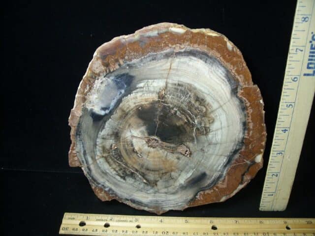 Madagascar Petrified Wood Log Slice (051523h)