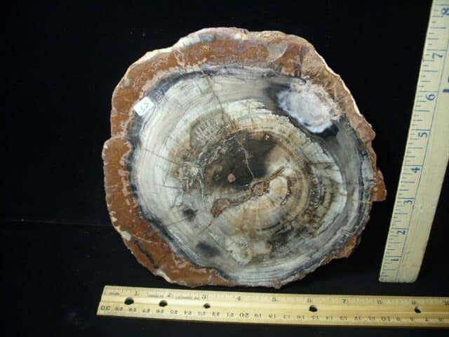 Madagascar Petrified Wood Log Slice (051523h) - Image 2